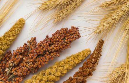 Millets or Shree Anna